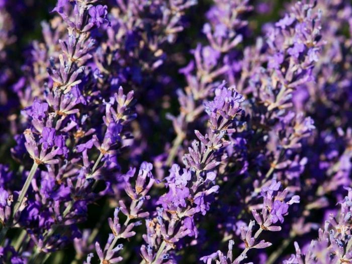 Lavender Field